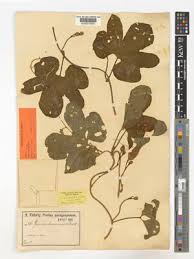 Image result for Ipomoea heterotricha