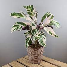We did not find results for: Topfpflanze Calathea Blumenversand Edelweiss