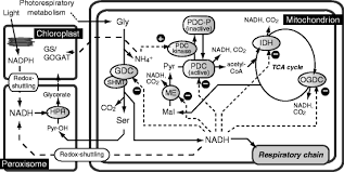 Plant cells contain chloroplasts and mitochondria. Interaction Between Chloroplasts And Mitochondria Activity Function And Regulation Of The Mitochondrial Respiratory System During Photosynthesis Springerlink