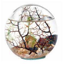 oceans et jardins bioglobe gorgone 12 5 cm achica boule en verre ecosysteme marin gorgone