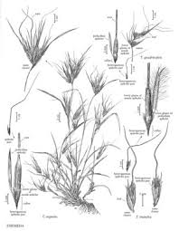 Image result for Themeda