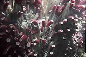 Many experts say as long as whales have been around, so have zombie worms. For Kids The Strangest Worm You Ll Never See Csmonitor Com