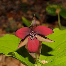 Image result for Ophioglossum polyphyllum