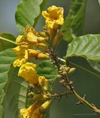 Image result for Markhamia lutea