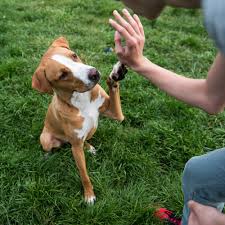 Find your nearest local vet surgery here. Veterinary Hospital In Arundel Me York County Veterinary Hospital