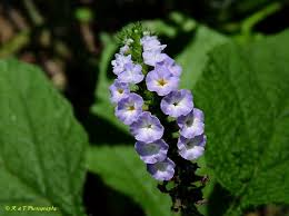 Image result for Heliotropium indicum