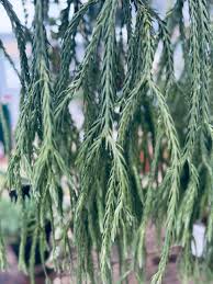 Image result for Huperzia bampsiana