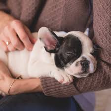 The most popular categories are dog sitting jobs , and cat sitting jobs , although you may find jobs looking for a pet sitter for birds. Atlanta S Premier Buckhead Pet Sitter Experience Buckhead Pet Pals Premium Pet Sitting Service In Atlanta