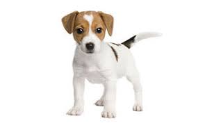 Feeding a dog at the right time is important. 10 Faq S About Dog Feeding Guidelines Dog Food Dog Medicanimal Com