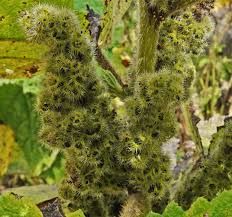 Image result for Periploca linearifolia