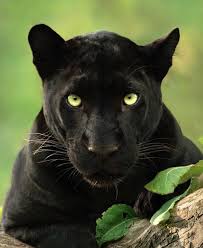 Wildlife Photographer Captures Beautiful Shots Of A Black Panther In The Jungle Beautiful Cat Black Panther Cat Majestic Animals