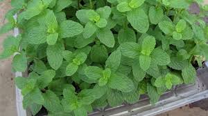 Harvesting mint leaves can't get any easier. Guide To Growing Mint In Your Garden Geekgardener