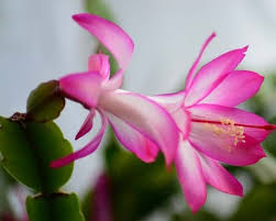 Succulent with pink flowers on long stems. Winter Colour From Zygocactus Yates Gardening