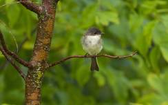 Birding Stroll at Fish Camp County Park