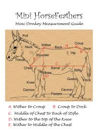 For best fit, stand horse squarely. Mini Donkey Mid Weight Turnout Blanket Miniature Horse Supplies By Mini Horsefeathers