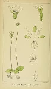 Image result for Holothrix randii