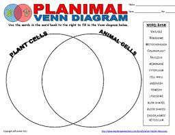 Plant animal cells venn and diagram about. Plant Animal Cell Venn Diagram By Science Teacher Resources Tpt