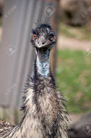Maybe you would like to learn more about one of these? The Emu Is The Tallest Flightless Australian Bird Stock Photo Picture And Royalty Free Image Image 132900121