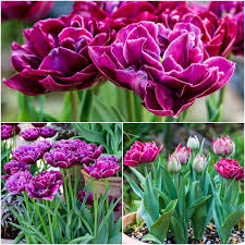Maybe you would like to learn more about one of these? By Woodland Bulbs 10 X Dream Touch Double Late Peony Tulip Bulbs Tulips Spring Flowering