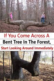 If You Come Across A Bent Tree In The Forest Start Looking Around Immediately Native American History Native American Artifacts American Indian History