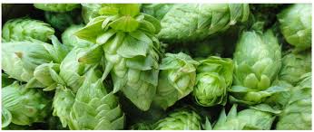 20429 n lake pleasant rd is a community: Cactus Taproom