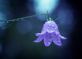 1628 332 splashing splash aqua. Water Drops On Flowers Photo Contest Winners Viewbug Com