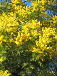 Maybe you would like to learn more about one of these? Golden Mimosa Acacia Baileyana Kens Nursery