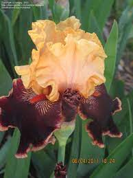 Full Size Picture Of Tall Bearded Iris Glamour Pants Iris Iris Garden Iris Flowers Bearded Iris