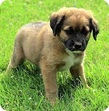 Maybe you would like to learn more about one of these? Brattleboro Vt St Bernard Meet Liam A Pet For Adoption