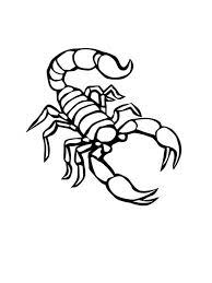 Scorpion is one arthropod animal that is well known by humans and is not rarely kept as a pet. Pin On Drawings