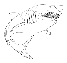 Pin By Michal Szoll On Kolorowanki Shark Coloring Pages Animal Coloring Pages Coloring Pictures