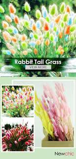 Egrow 100pcs Pack Rabbit Tail Grass Seeds Garden Bunny Tail Grass Decor Plants Plants Grass Decor Trees To Plant