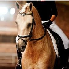 It is closely related to the philosophy of art this article addresses the nature of modern aesthetics and its underlying principles and concerns. 170 Dressage Aesthetic Ideas Dressage Dressage Horses Horses