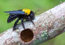 One of the easiest ways to keep wasps from making their homes in or under the deck is to plant species nearby that wasps avoid. How To Stop Carpenter Bees From Destroying Your Wood Structures