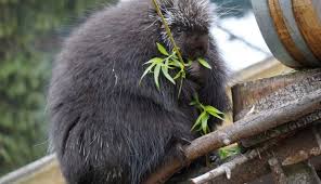 Download the perfect zoo animal pictures. Zoo Braunschweig