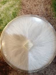 My latest agar porn to finish 2020 with :) : rAgarporn