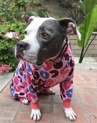 Cafepress Warning Pitbulls Pajamas Womens Pjs Sleep Lounge Clothing Emosens Fr