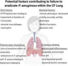 Pseudomonas aeruginosa pao1 download sequences in fasta format for genome, protein download genome annotation in gff. Factors Influencing The Acquisition And Eradication Of Early Pseudomonas Aeruginosa Infection In Cystic Fibrosis Journal Of Cystic Fibrosis