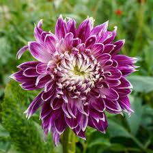Image result for Dahlia excelsa