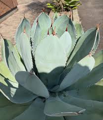 Image result for Euphorbia fanshawei