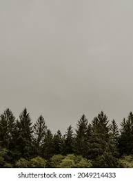 314 Misty Washington Woods Images, Stock Photos, and Vectors