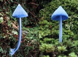 Check spelling or type a new query. Alien Fungi Do You Dare To Eat These Violet Mushrooms Cgtn