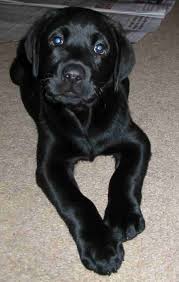 Black And White Labrador Puppy Black Lab Google Images Labrador Retriever Puppies Lab Puppies Lab Puppy