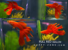 Guppy Full Red Swallow Tail Guppy Betta Aquarium Fish Pet