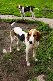 English Foxhound The Fox And The Hound English Foxhound Foxhound Dog