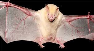 Only vampire bats feed on blood. Acoustical And Morphological Comparisons Between Albino And Normally Pigmented Jamaican Fruit Bats Artibeus Jamaicensis
