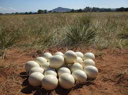 Maybe you would like to learn more about one of these? Fertile Ostrich Eggs Buy Fertile Ostrich Eggs For Best Price At Usd 10 50 Piece Approx