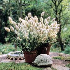 50 Bunny Tails Lagurus Hare S Tale Annual Long Lasting Etsy In 2021 Ornamental Grasses Grass Flower Grass Seed