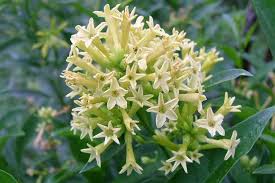 Image result for Cestrum parqui