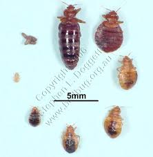 exterminators the bronx nyc bed bug gallery punaises de lit lit